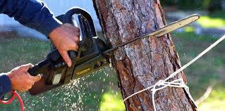 Best Tree Removal  in Blacksburg, VA