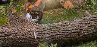 Best Hazardous Tree Removal  in Blacksburg, VA