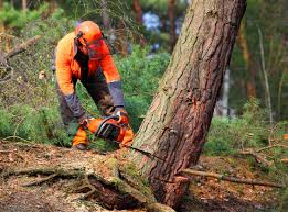 Best Tree Trimming and Pruning  in Blacksburg, VA