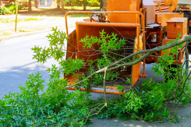 How Our Tree Care Process Works  in  Blacksburg, VA