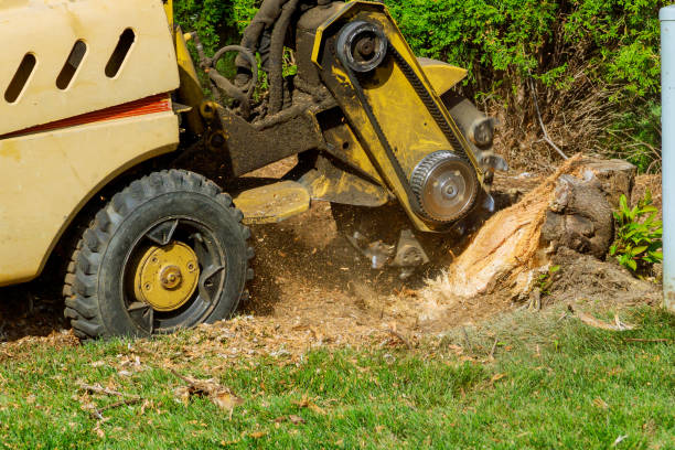 Best Storm Damage Tree Cleanup  in Blacksburg, VA