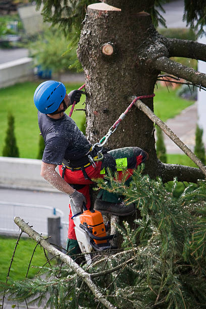Reliable Blacksburg, VA Tree Services Solutions