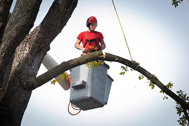 Best Tree Preservation Services  in Blacksburg, VA